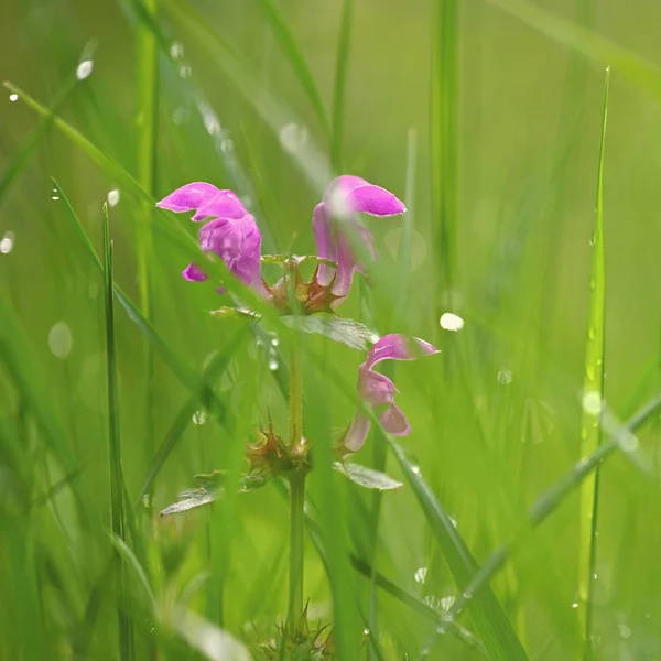Фиолетово-весенние цветы на красивом природном фоне. Весна в траве. — стоковое фото