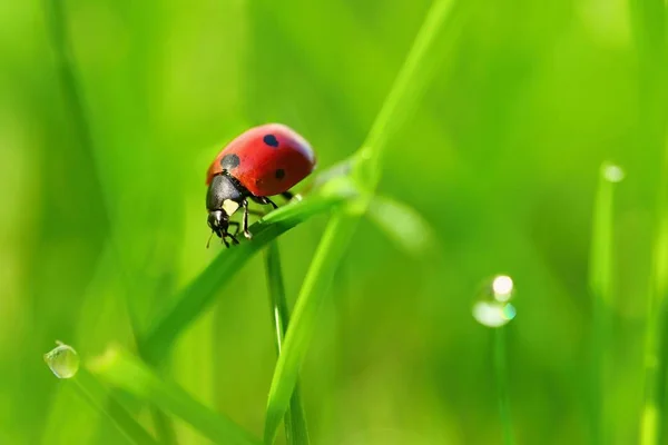 Schöne Farbbild von Marienkäfern im Gras. Insekt hautnah in der Natur. — Stockfoto
