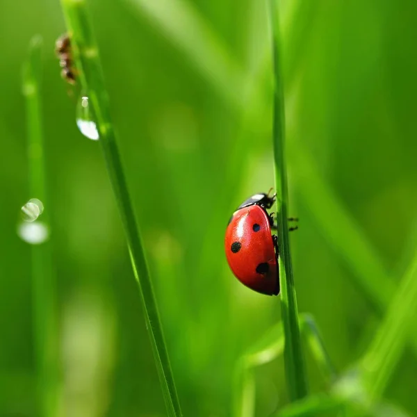 Beautiful color image of ladybugs in grass. Insect close up in nature. Royalty Free Stock Photos