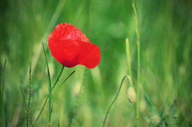 Güzel kırmızı çiçek - gelincikler. Doğal renkli arkaplan.