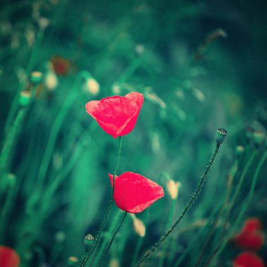 Güzel kırmızı çiçek - gelincikler. Doğal renkli arkaplan.