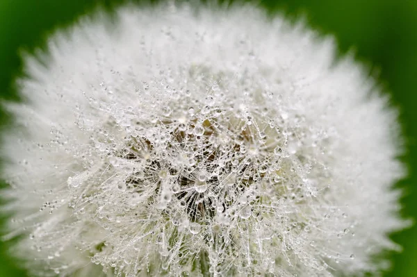 Closeup macro shot of dandelion with dew drops. Natural colorful background. — Stock Photo, Image