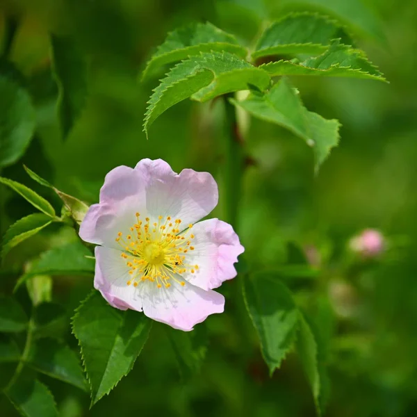 Hermoso rosal floreciente. Fondo colorido natural. (pometum ) —  Fotos de Stock
