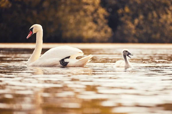 Красивые лебеди с детёнышами на пруду. Естественный красочный фон с дикими красивыми птицами. (Лебедь) ) — стоковое фото