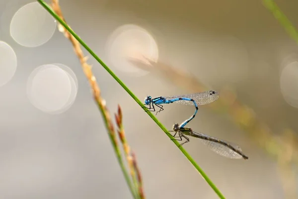 Paring van twee libellen. Zittend insecten op een lemmet gras bij zonsondergang. Concept-dieren-natuur. — Stockfoto