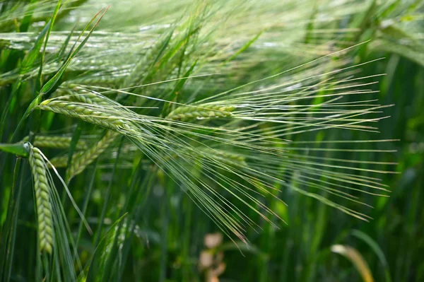 Beau champ de blé vert. Fond d'été coloré naturel pour l'agriculture . — Photo