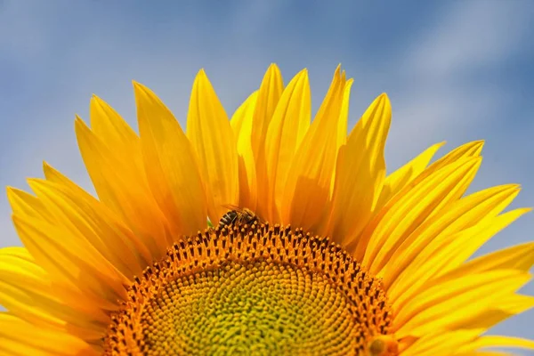 Beautiful yellow flowers - sunflower with bee. Traditional colorful summer background. (Helianthus)