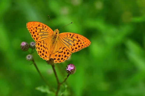 Красивая оранжевая бабочка на чертополохе. Естественный красочный фон. Аргиннис Папский (Аргиннис Папский) ) — стоковое фото