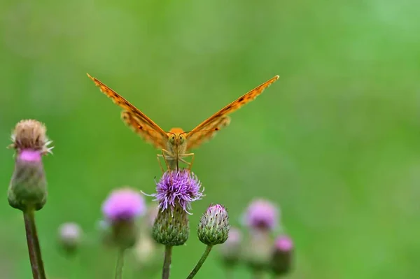 Beautiful orange butterfly on thistle. Natural colorful background. Argynnis paphia (Argynnis paphia) — Stock Photo, Image