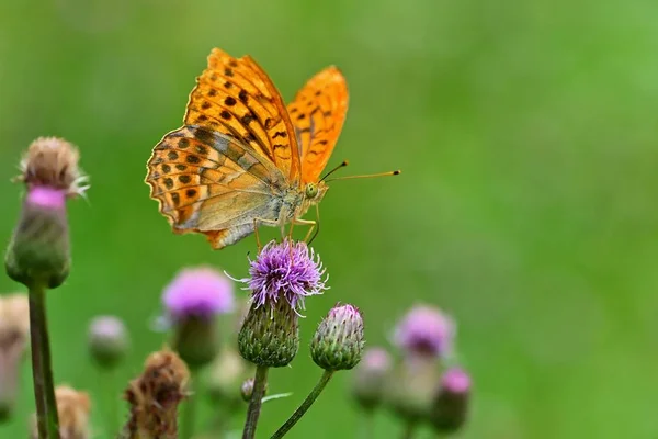 Bella farfalla arancione sul cardo. sfondo colorato naturale. Argynnis paphia (Argynnis paphia ) — Foto Stock