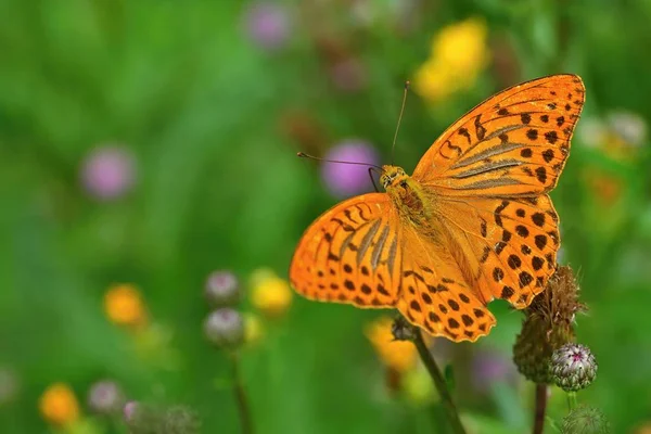 Beautiful orange butterfly on thistle. Natural colorful background. Argynnis paphia (Argynnis paphia) — Stock Photo, Image