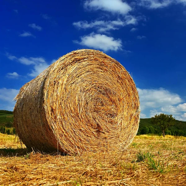 美しい夏の風景。農業分野。ブルーの空と太陽とフィールドの乾燥した草の丸い束。干し草ベール - 干し草の山. — ストック写真