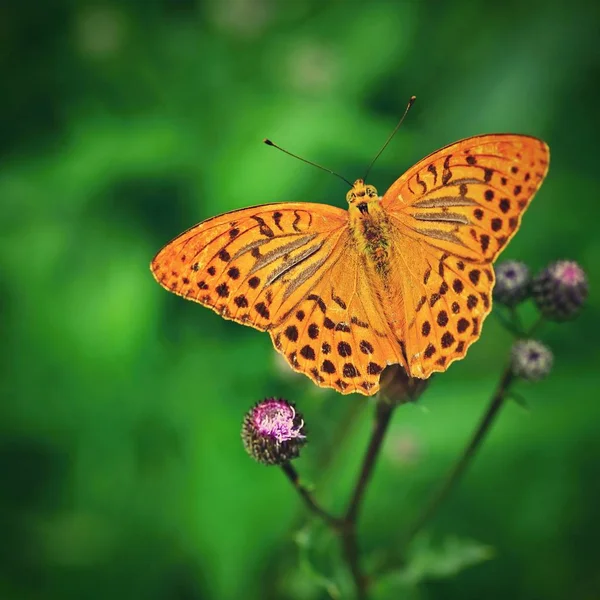 Beautiful orange butterfly on thistle. Natural colorful background. Argynnis paphia (Argynnis paphia) — Stock Photo, Image