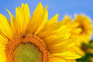 Güzel sarı çiçekler - arı ile ayçiçeği. Geleneksel renkli yaz arka plan. (Helianthus)