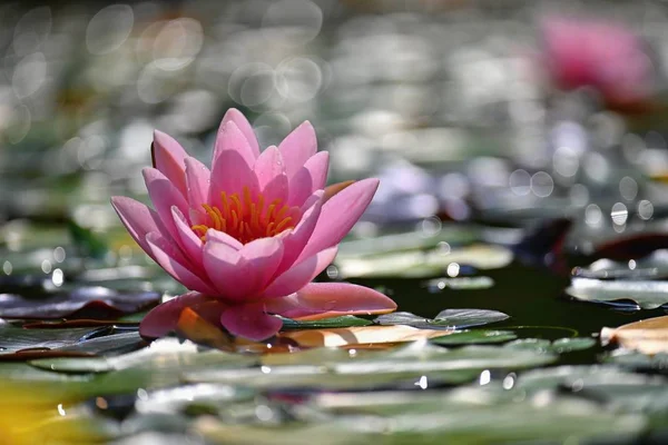 Schöne blühende rosa Seerose - Lotus in einem Garten in einem Teich. Reflexionen auf der Wasseroberfläche. — Stockfoto