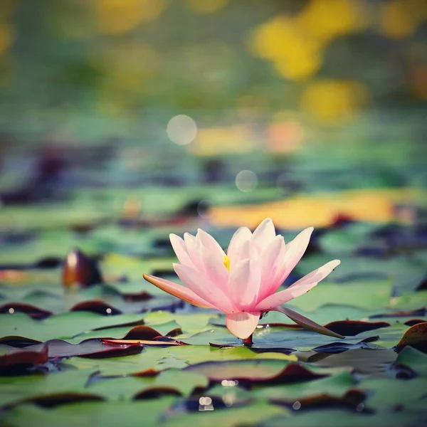 Lírio de água rosa florescente bonito - lótus em um jardim em um pequeno lago. Reflexões sobre a superfície da água . — Fotografia de Stock