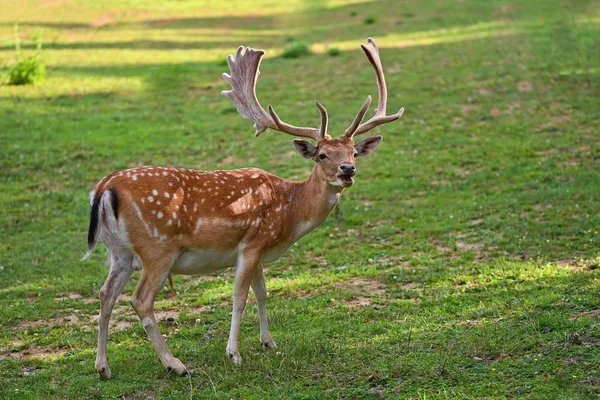 Hermoso animal en una naturaleza salvaje. Ciervo (Dama dama) Fondo natural colorido. — Foto de Stock