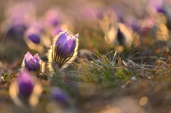 Fondo de primavera con flores en el prado. Hermosa flor pascual al atardecer. Naturaleza primaveral, fondo borroso natural colorido —  Fotos de Stock