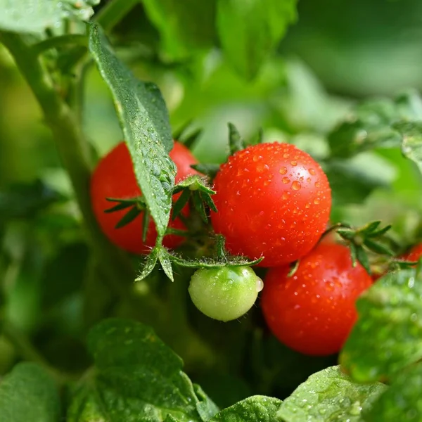 Piękne świeże małe pomidory cherry na drzewie. — Zdjęcie stockowe