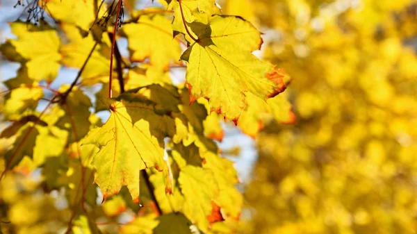 Красивые цветные осенние листья на дереве. Красочный природный фон и концепция осеннего сезона. — стоковое фото