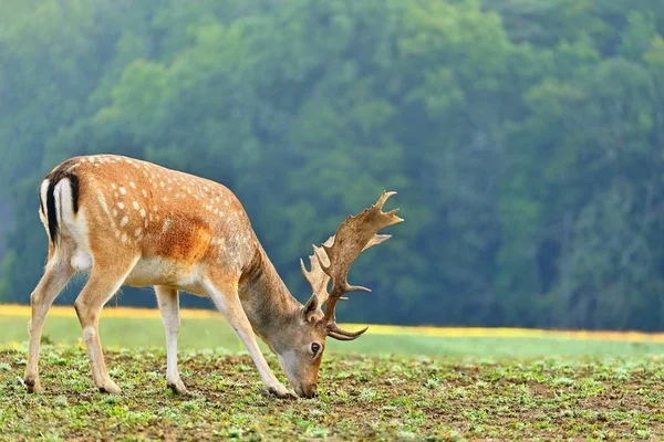 야생의 아름다운 동물. 퓨즈 사슴 ( 다마 다마 다나 ) 다채 로운 자연적 배경. — 스톡 사진