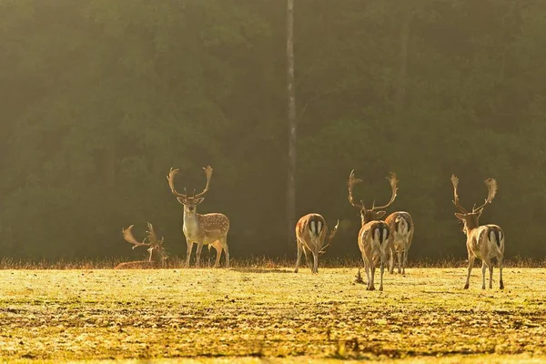 Красива тварина в дикій природі. Падіння оленів (Dama Dama) Барвистий природний фон . — стокове фото