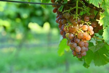 Üzüm bağı. Şarap ile güzel doğal renkli arka plan.