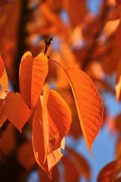 季节性自然概念。秋天五颜六色的树叶在树上。美丽的自然多彩背景. — 图库照片