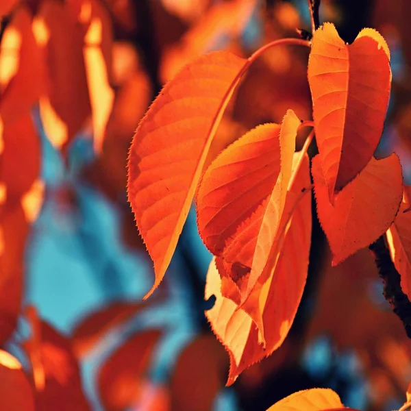 季节性自然概念。秋天五颜六色的树叶在树上。美丽的自然多彩背景. — 图库照片