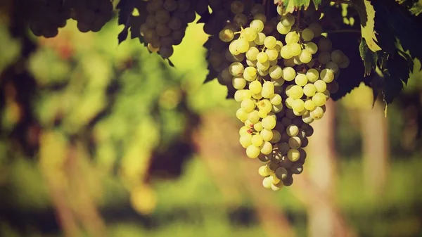 Виноград в винограднике. Красивый естественный красочный фон с вином . — стоковое фото