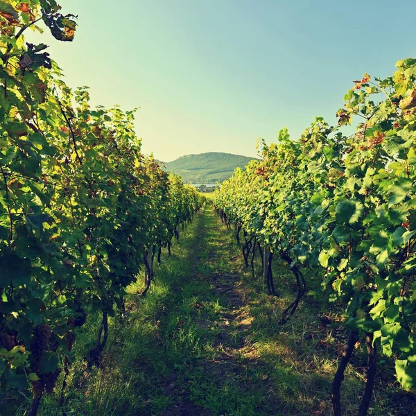 Uvas en el viñedo. Hermoso fondo colorido natural con vino . —  Fotos de Stock