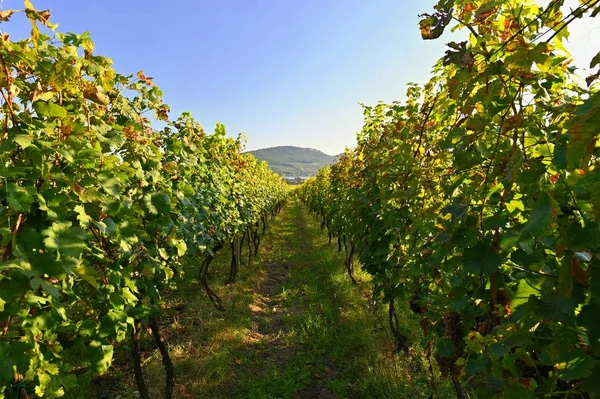 Winogrona w winnicy. Piękne naturalne kolorowe tło z winem. — Zdjęcie stockowe