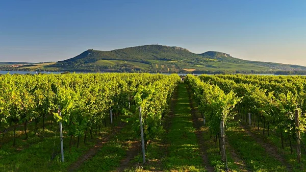 Winogrona w winnicy. Piękne naturalne kolorowe tło z winem. — Zdjęcie stockowe