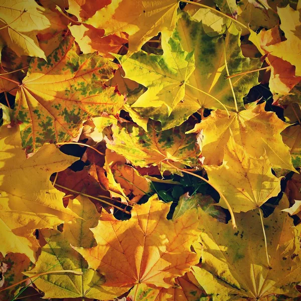 Осінній фон з кольоровими листям на дерев'яній дошці. Плоский простір, вид зверху, простір для копіювання . — стокове фото
