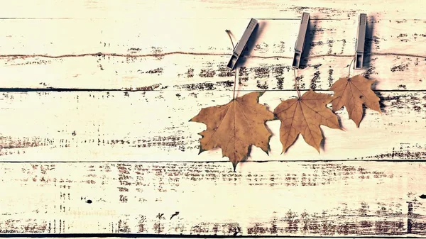 Jesienne tło z kolorowymi liśćmi na drewnianej desce. Płaskie ułożenie, widok z góry, przestrzeń do kopiowania. — Zdjęcie stockowe