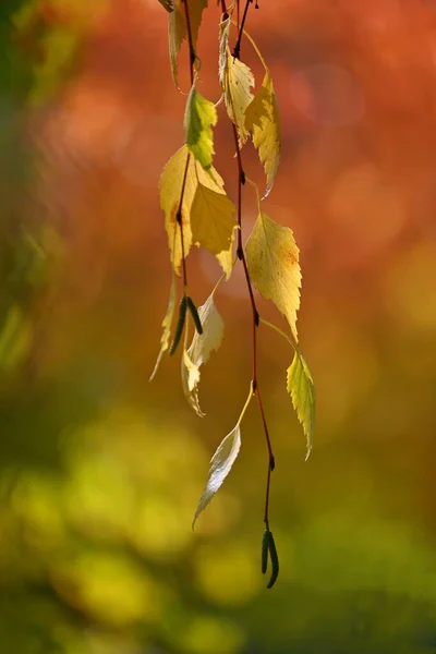 美丽的五彩缤纷的秋天树叶在树上.秋天五彩斑斓的自然背景和概念. — 图库照片