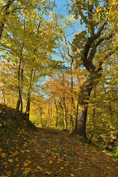 Красивый осенний пейзаж. Естественный красочный фон — стоковое фото
