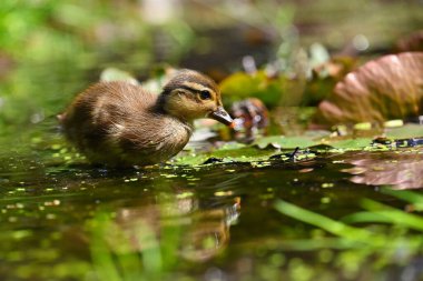 Ördek yavrusu. Mandarin ördek yavrusu. Vahşi doğada genç ve güzel bir su kuşu. Renkli arkaplan.