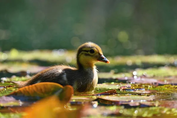 Andando Cachorro Pato Mandarín Hermoso Pájaro Acuático Joven Naturaleza Fondo — Foto de Stock