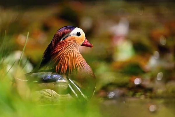 Beautiful mandarin ducks. Animals in the wild. Natural colorful background.