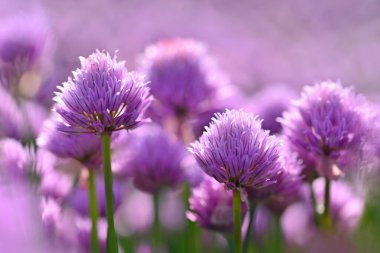 Güzel çiçekli mor bitki - Frenk soğanı. Güneşli ve yaz gününde doğal renklerde bir geçmiş. (Allium schoenoprasum)