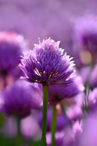 Красивое Цветущее Фиолетовое Растение Лук Естественный Красочный Фон Солнечный Летний — стоковое фото