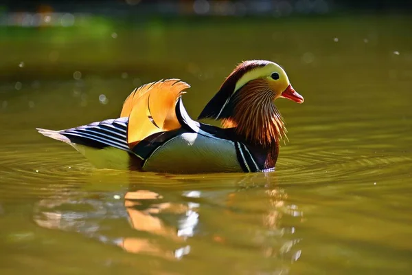 Hermosos Patos Mandarín Animales Naturaleza Fondo Colorido Natural — Foto de Stock