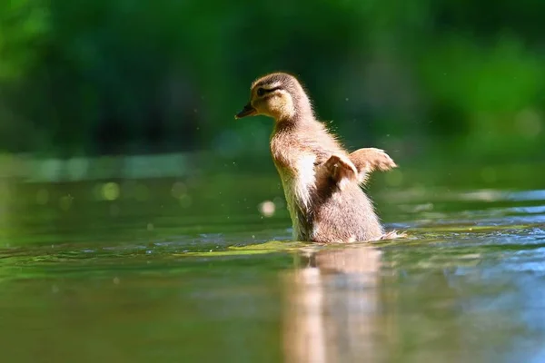 Patinho Filhote Patinho Mandarim Bela Ave Aquática Jovem Natureza Fundo — Fotografia de Stock