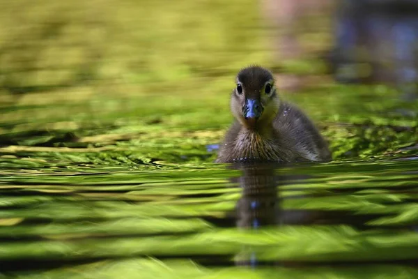 Kachňátko Mandarínské Kachní Mládě Krásný Mladý Vodní Pták Divočině Barevné — Stock fotografie