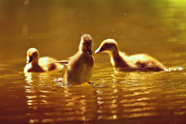 Andando Cachorro Pato Mandarín Hermoso Pájaro Acuático Joven Naturaleza Fondo — Foto de Stock