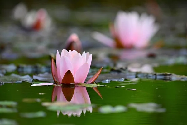 美丽的开花流水百合花 温泉和放松的色彩艳丽的自然背景 — 图库照片