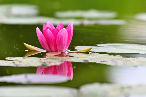 美丽的开花流水百合花 温泉和放松的色彩艳丽的自然背景 — 图库照片