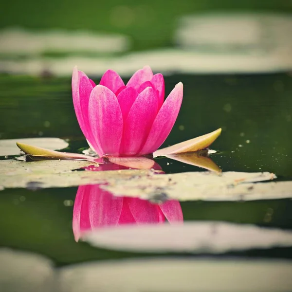 美丽的开花流水百合花 温泉和放松的色彩艳丽的自然背景 — 图库照片