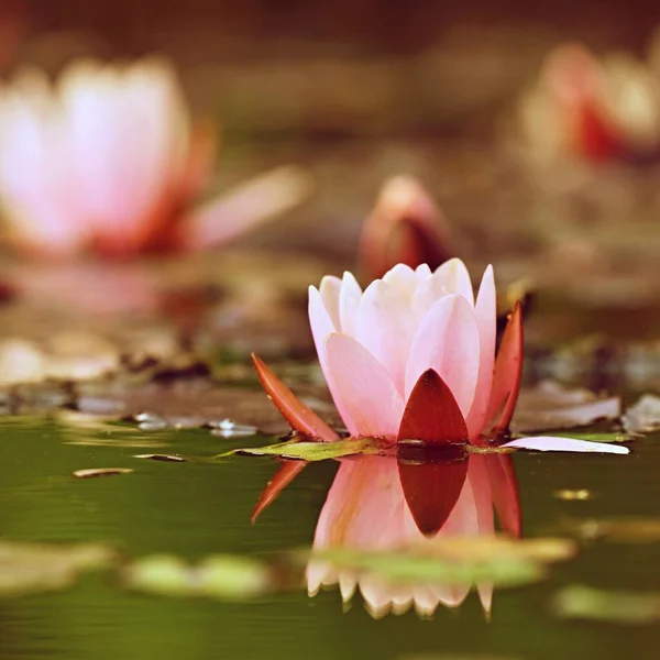 Bella Pianta Giglio Acqua Fiore Sfondo Variopinto Natura Massaggi Spa — Foto Stock